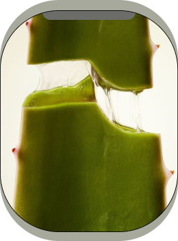 Aloe Barbadensis Leaf Juice