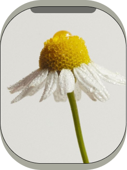 Chamomile Flower Extract