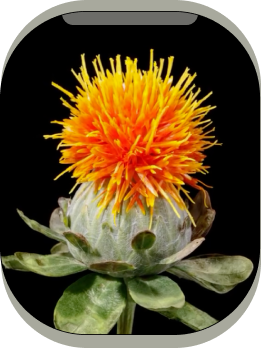 Safflower Seed Oil