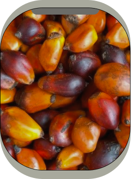 Cetyl Alcohol