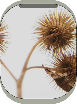 Arctium Lappa Root Extract