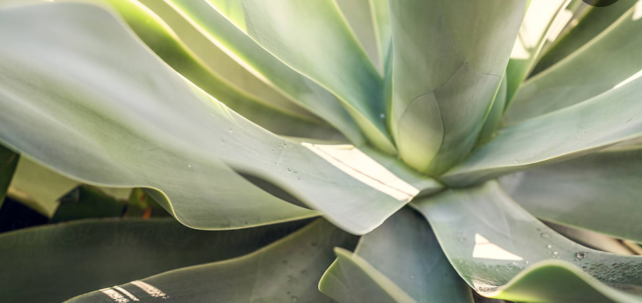Ingredient Decoder | Care•ē•on